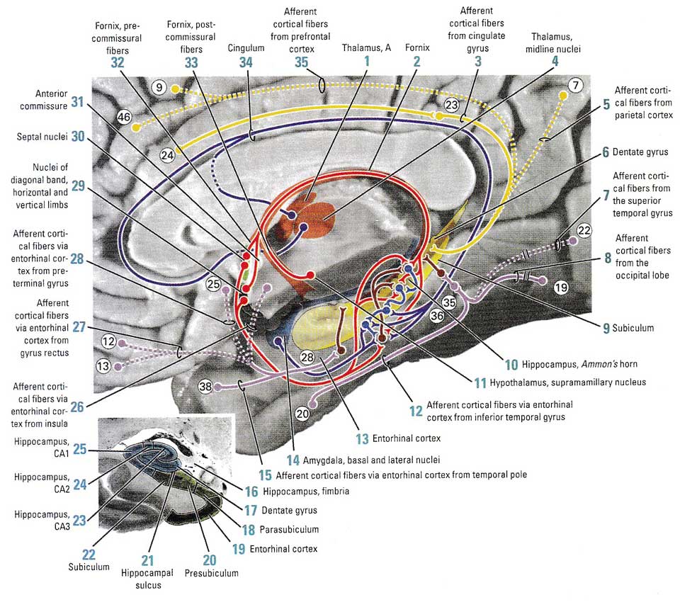Афферентные пути гиппокампа