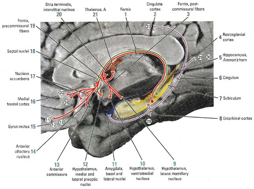 Эфферентные пути гиппокампа