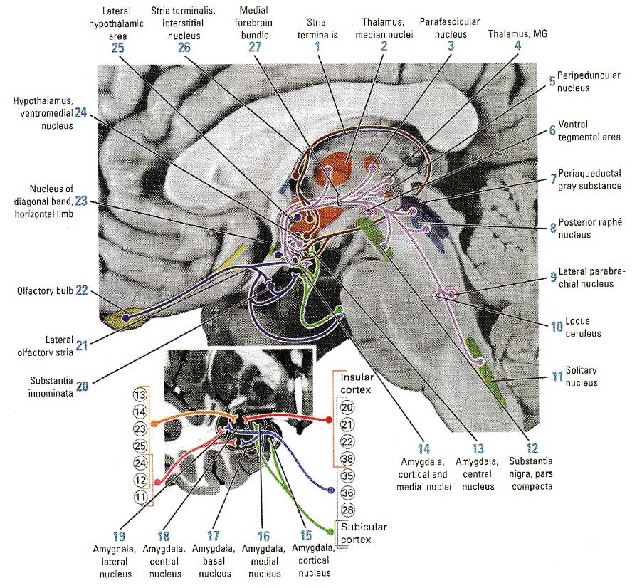 Афферентные пути миндалины