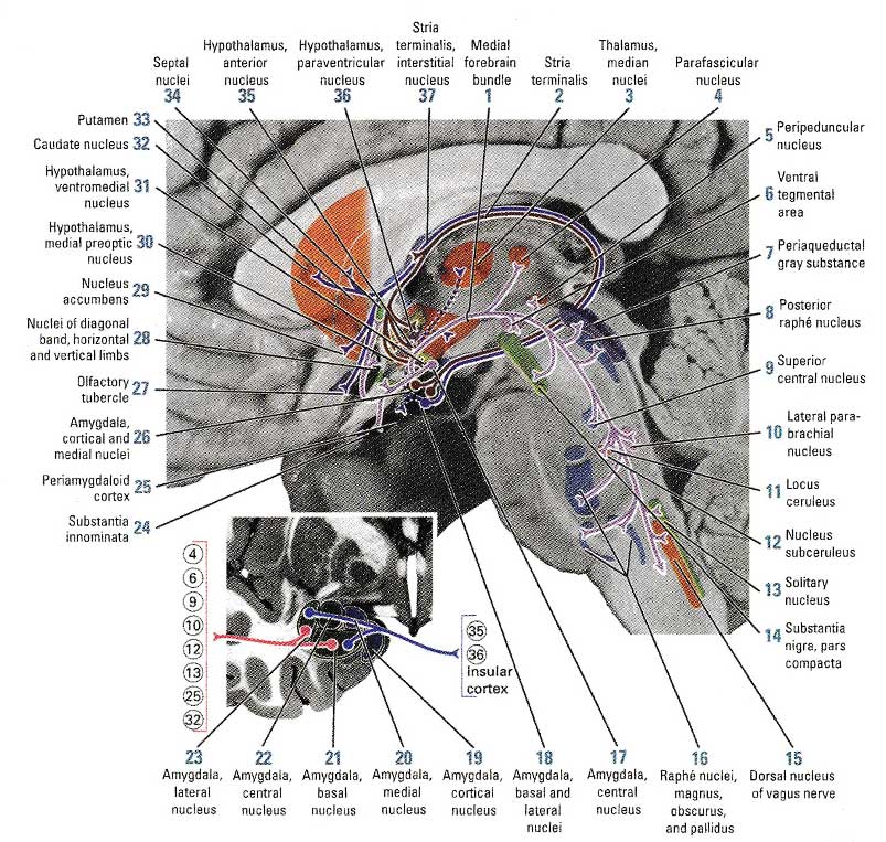 Эфферентные пути миндалины