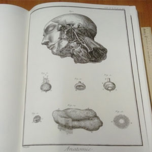 Энциклопедия Дидро, анатомический раздел