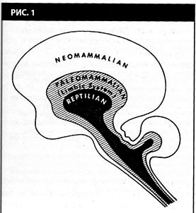 Символическая эволюция мозга