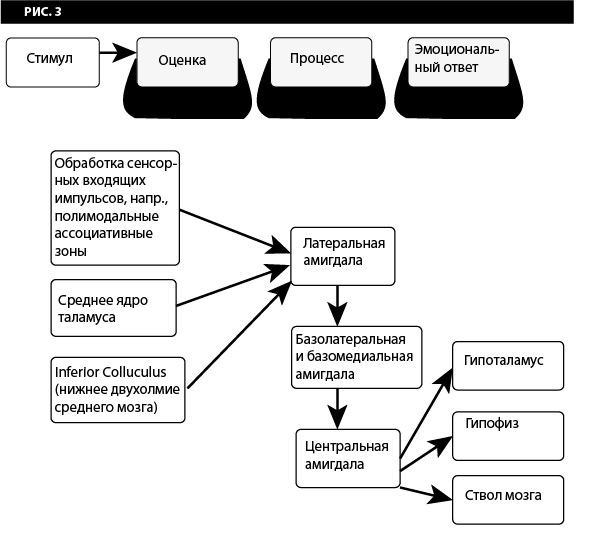 Сенсорные вводы амигдалы