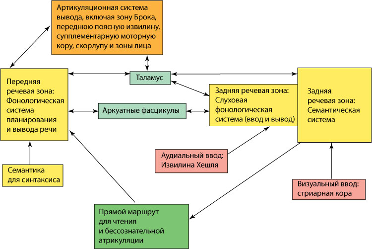 Одна из моделей Гешвинда-Вернике