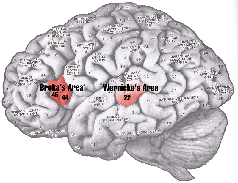 Функциональный зоны речи