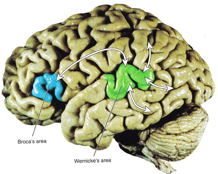 Высшие нервные функции
