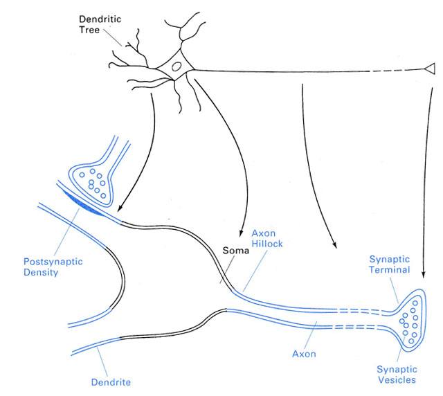 Ультраструктура нейрона