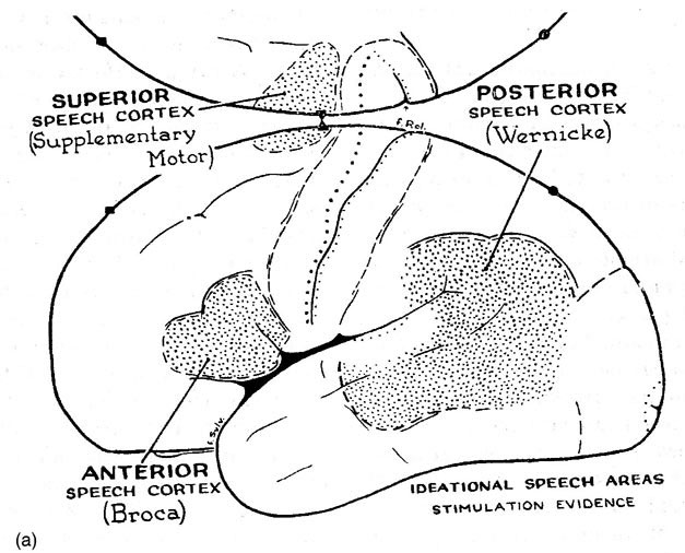 Перисильвиевы зоны мозга